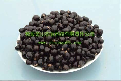 供应人工精选文冠果种子 苗木
